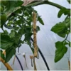 tomatenhaken