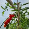 tomatenhaken