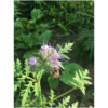 Phacelia – Bild 3