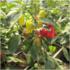 Roter Augsburger – Bild 7