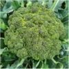 Broccoli Calabrese Natalino