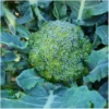 Broccoli Calabrese Natalino
