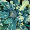 Broccoli Calabrese Natalino – Bild 2