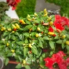 Chili Prairie Fire