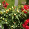 Prairie Fire – Bild 3