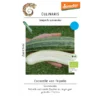 Cocozelle von Tripolis – Bild 4