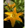 Zucchini_cocozelle