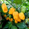 Habanero Golden – Bild 5