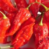 Habanero Rot – Bild 5