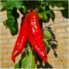 Paprika Dulce Italiano