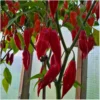 Habanero Rot