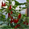 Habanero Rot – Bild 2