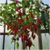 Habanero Rot – Bild 3