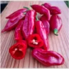 Habanero Rot – Bild 4