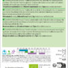 Broccoli Calabrese Natalino – Bild 5