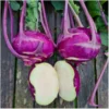 Kohlrabi Azur Star – Bild 6