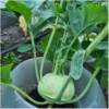 Kohlrabi Lanro
