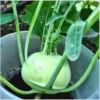 Kohlrabi Lanro – Bild 5