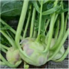 Kohlrabi Lanro – Bild 2