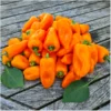Snackpaprika Hamik