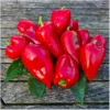 Paprika Karmen