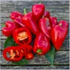 Karmen – Bild 2