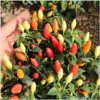 Chili Prairie Fire