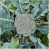 Broccoli Rasmus – Bild 3