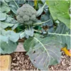Broccoli Rasmus – Bild 4