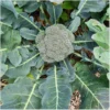 Broccoli Rasmus – Bild 5