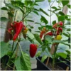 Roter Augsburger – Bild 4