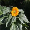 Sunspot Blüte