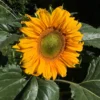 Sunspot nah