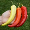 Paprika Sweet Banana