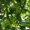 Sweet Banana unreif