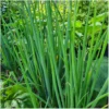 Winzwyadne – Bild 2