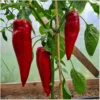 corno rosse