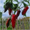 corno rosso