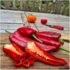Corno Rosso – Bild 5