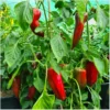 Corno Rosso – Bild 7