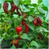 Corno Rosso – Bild 6