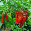 Dulce Italiano – Bild 6