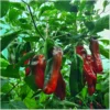 Dulce Italiano – Bild 7