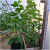 Topfgurke Antje – Bild 2