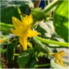 Topfgurke Antje – Bild 3