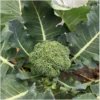 kohl