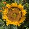 Sunspot