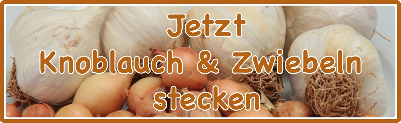 Banner Steckzwiebeln