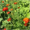 Tagetes
