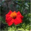 Tagetes – Bild 2